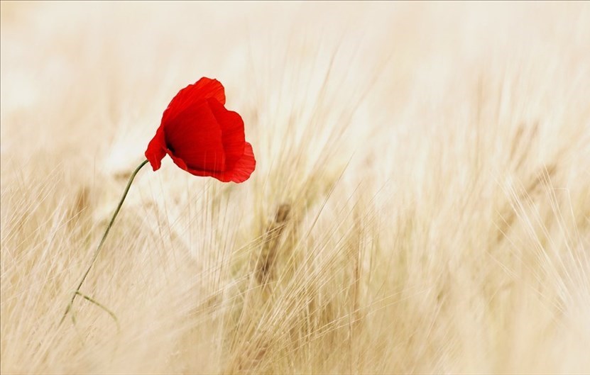 Contro violenza sulle donne